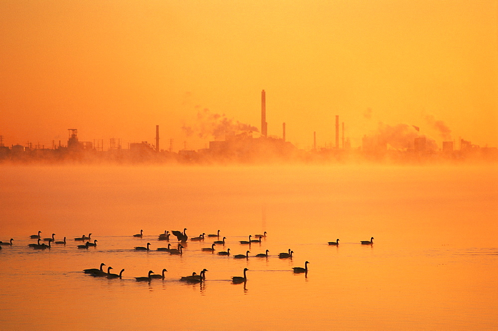 Canada geese on the Niagara River at sunrise with a refinery plant in the background, Niagara Falls, Ontario, Canada, North America