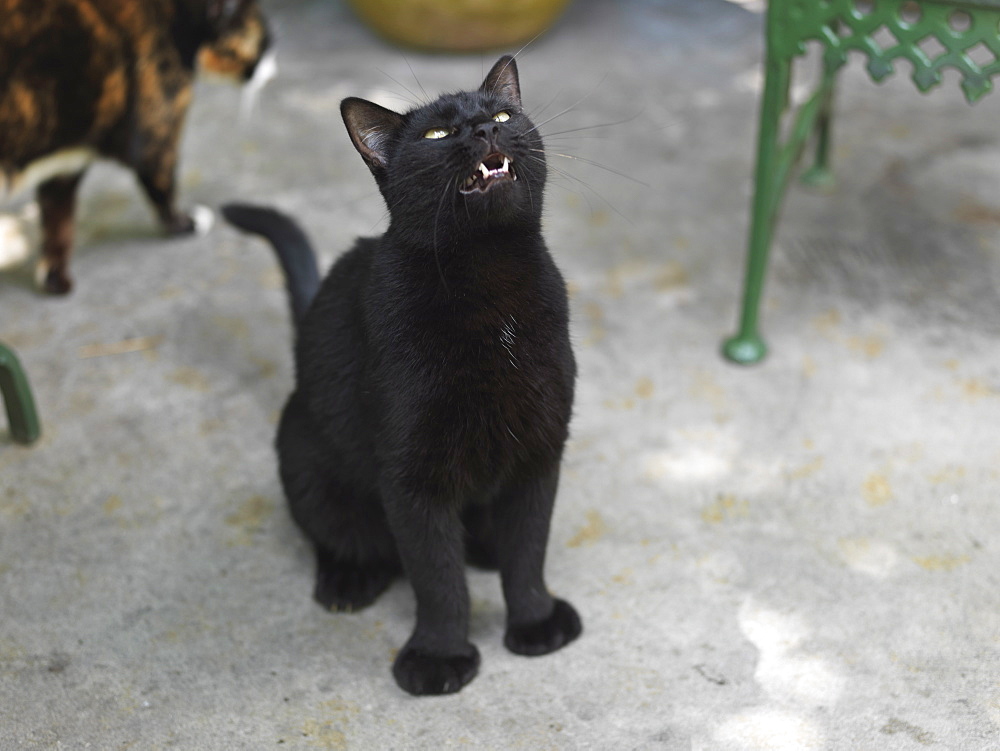 Five-toed cat, Hemingway House, Key West, Florida, United States of America, North America