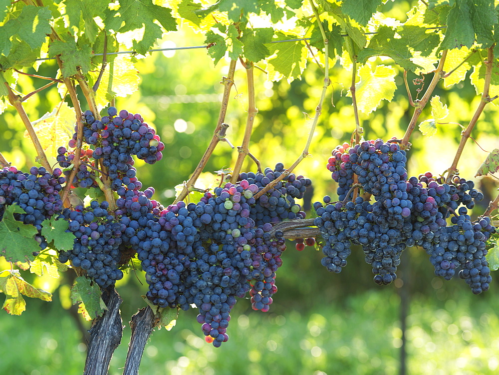 Ripe grapes on the vine, Niagara-on-the-Lake, Ontario, Canada, North America