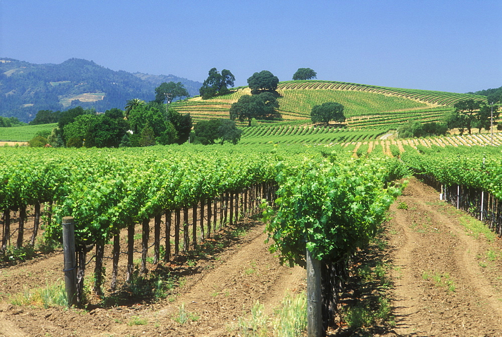 Vineyards, Napa Valley, California, United States of America, North America