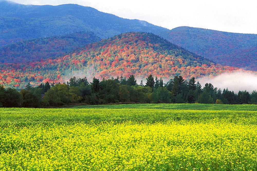 MacIntyre Mountains and mustard field in the autumn, Adirondack State Park, New York State, United States of America, North America