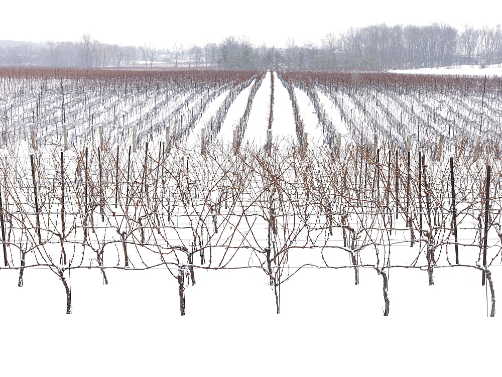 Vineyards in winter, Beamsville, Niagara Region, Ontario, Canada, North America