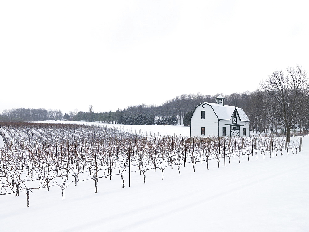 Vineyards in winter, Beamsville, Niagara Region, Ontario, Canada, North America