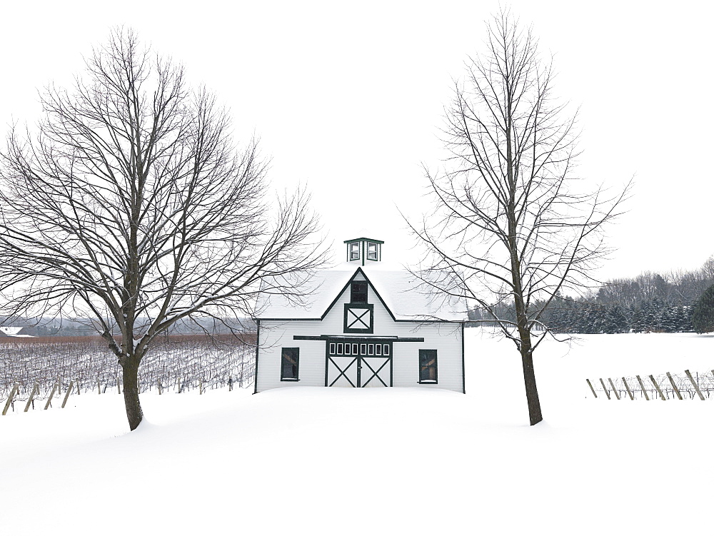 Vineyards in winter, Beamsville, Niagara Region, Ontario, Canada, North America