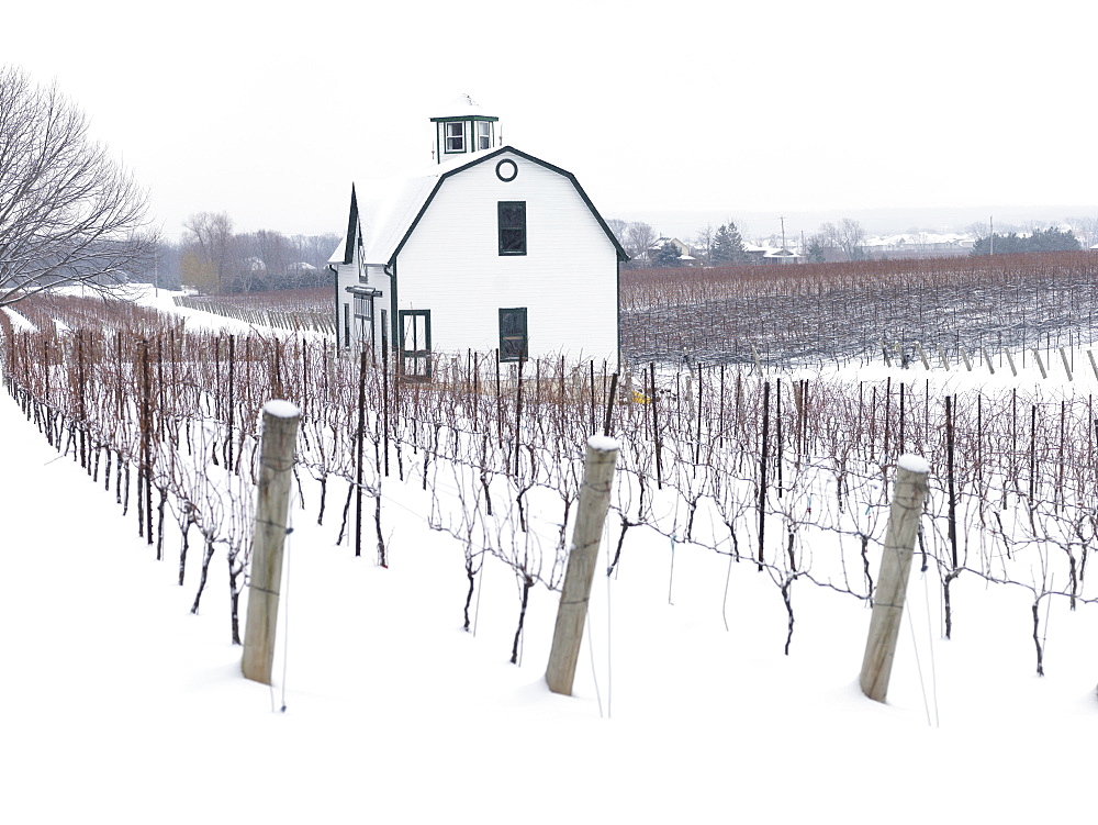 Vineyards in winter, Beamsville, Niagara Region, Ontario, Canada, North America