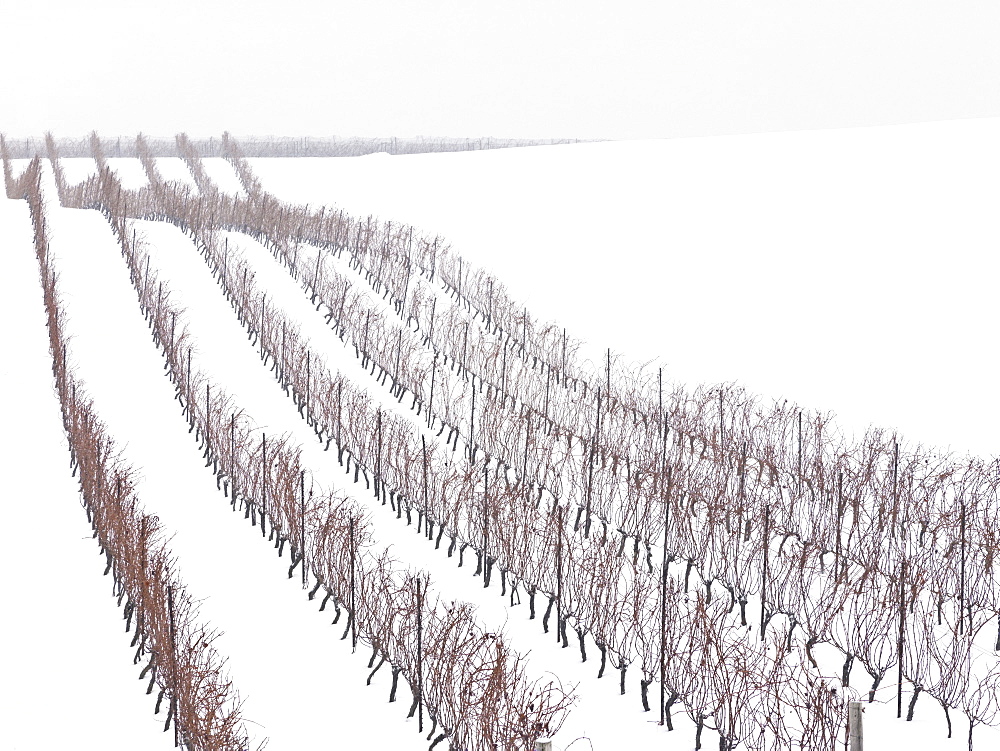 Vineyards in winter, Beamsville, Niagara Region, Ontario, Canada, North America