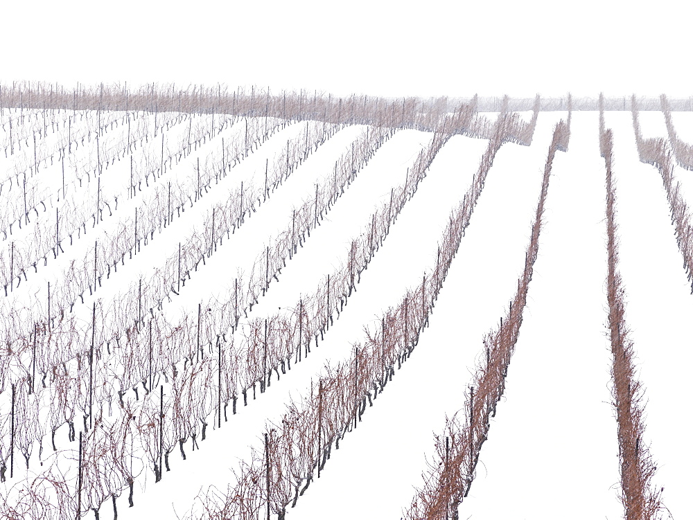 Vineyards in winter, Beamsville, Niagara Region, Ontario, Canada, North America