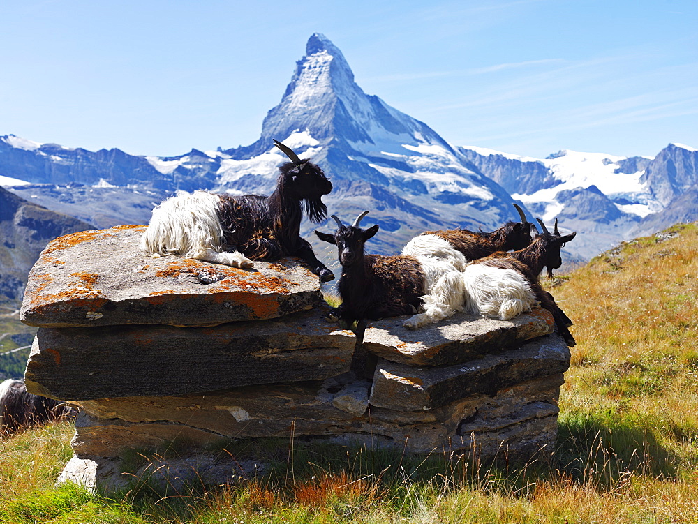 Mountain goats with the Matterhorn in background, Zermatt, Valais, Switzerland, Europe