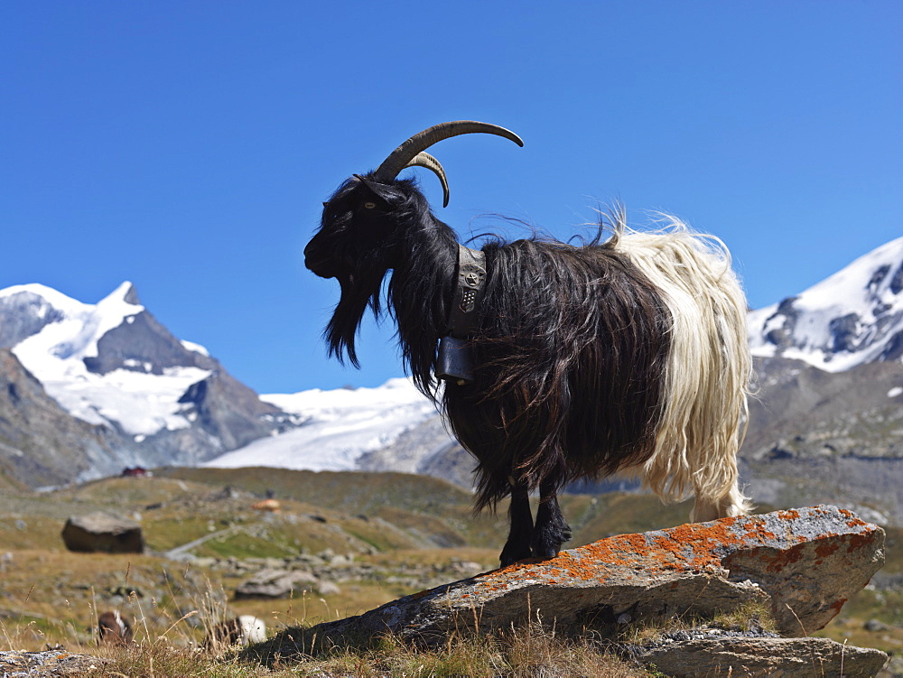 Mountain goat in the Swiss Alps, Zermatt, Valais, Switzerland, Europe