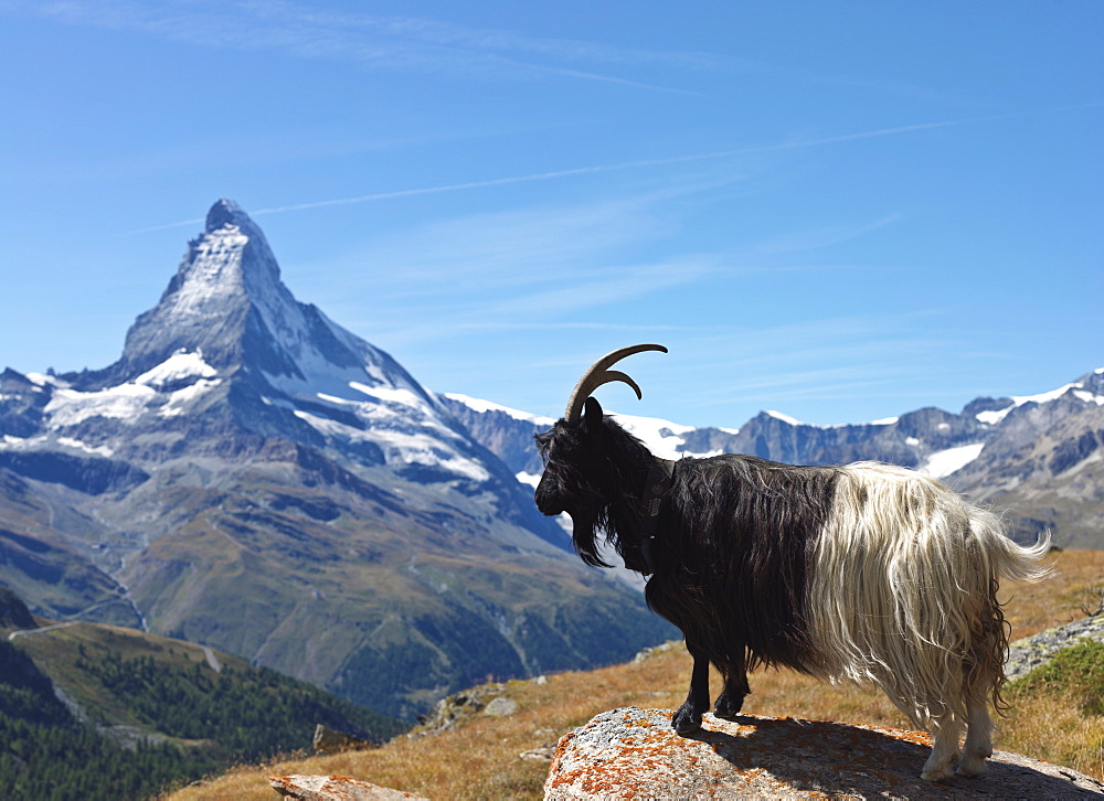 Mountain goat with the Matterhorn in the background, Zermatt, Valais, Switzerland, Europe