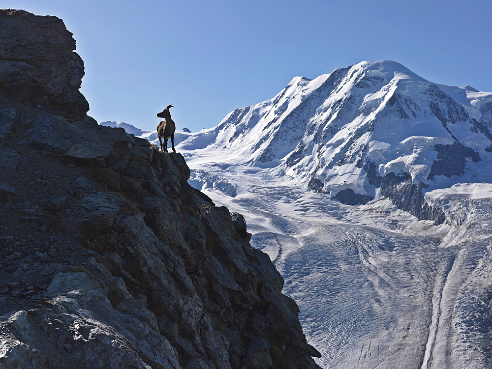 Mountain goat on cliff with Mount Breithorn in background, Gornergrat, Zermatt, Valais, Switzerland, Europe