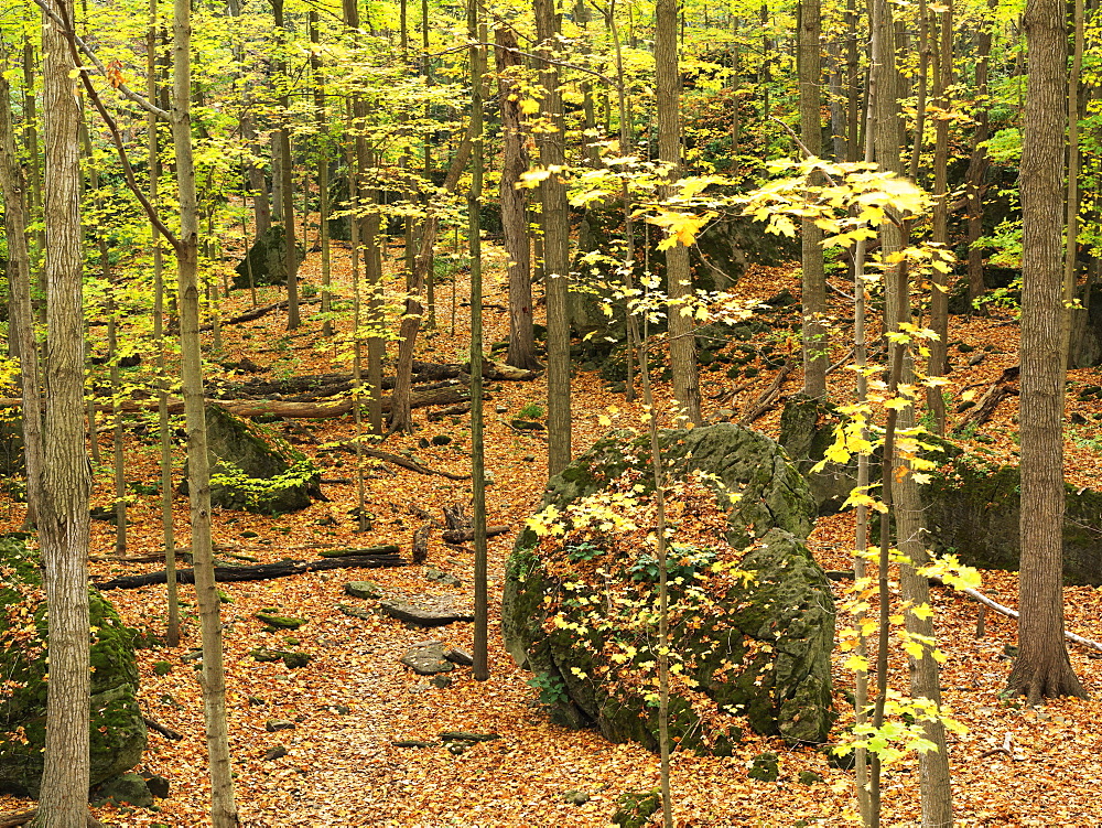 The Niagara Glen, forest in autumn, Niagara Falls, Ontario, Canada, North America