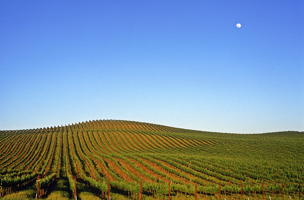 Grape vineyard with full moon rising, Carneros, Napa Valley, California, United States of America, North America