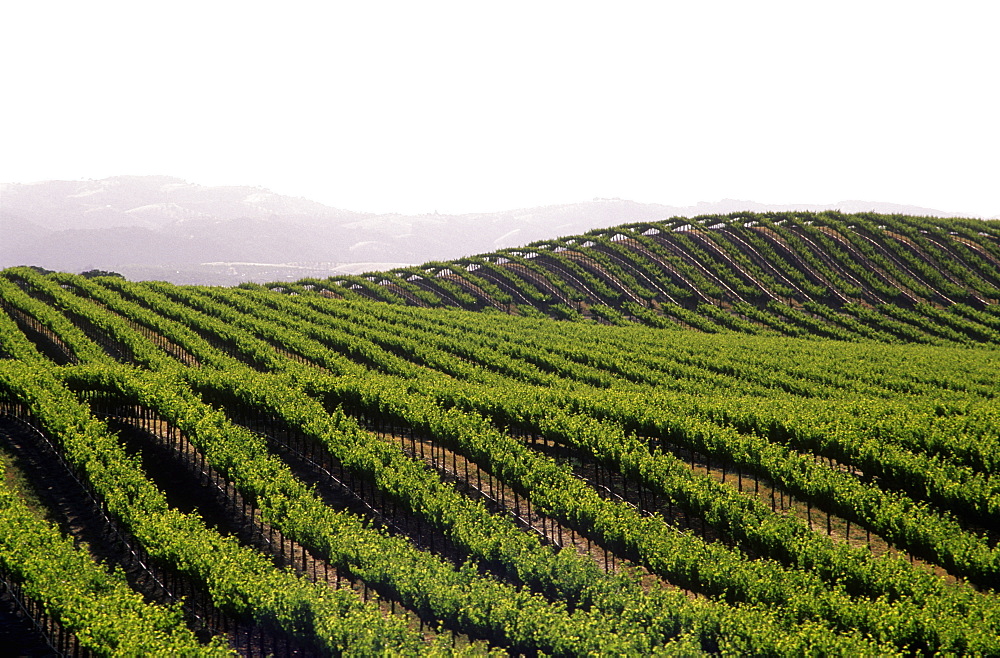 Grape vineyards, Paso Robles, California, United States of America, North America