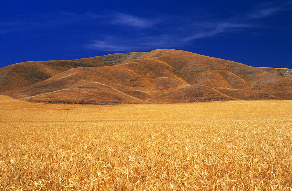 Wheat field, Paso Robles, California, United States of America, North America