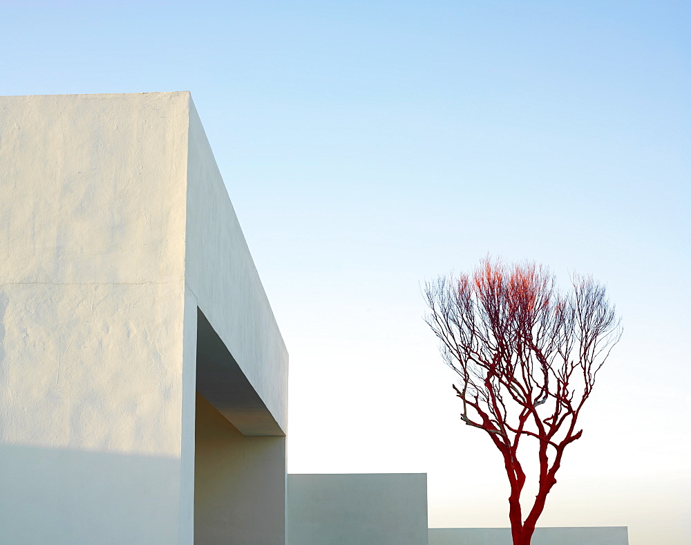 Bare red tree against a white building and pale blue sky, Mayan Riviera, Akumal, Yucatan, Quintana Roo, Mexico, North America