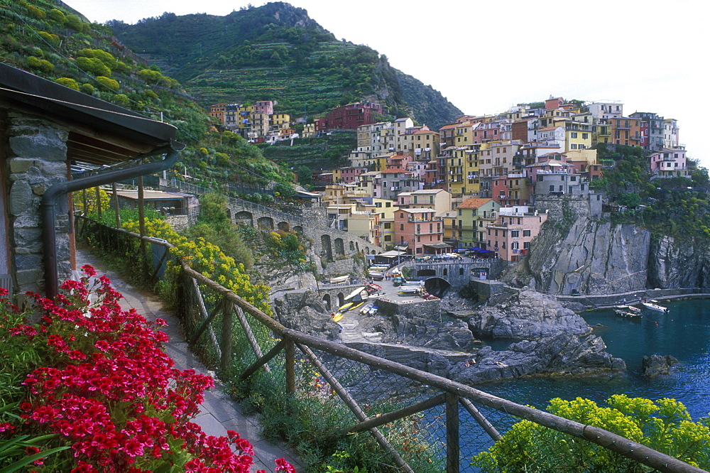 Fishing village with multi colored houses facing the sea, Manarola, Cinque Terre, UNESCO World Heritage Site, Liguria, Italy, Europe