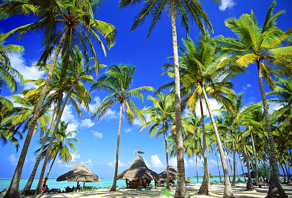 Palapas and palm trees on beach, Bavaro Beach, Punta Cana, Dominican Republic, West Indies, Caribbean, Central America