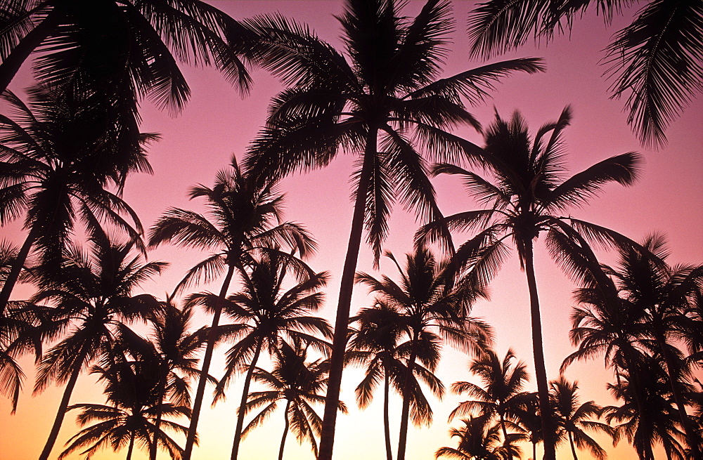 Silhouette of palm trees in the Caribbean, Bavaro Beach, Punta Cana, Dominican Republic, West Indies, Caribbean, Central America