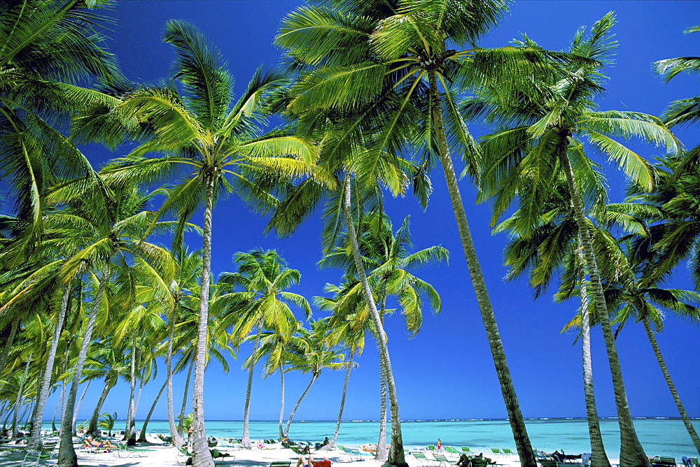 Palm trees and beach, Bavaro Beach, Punta Cana, Dominican Republic, West Indies, Caribbean, Central America