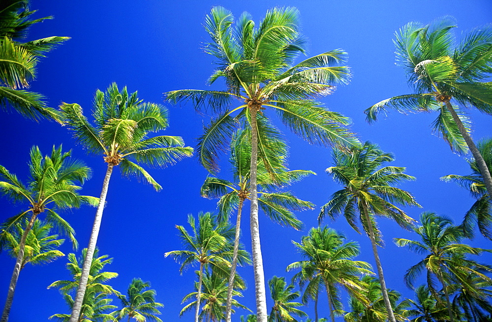 Palm trees against a blue sky, Bavaro Beach, Punta Cana, Dominical Republic, West Indies, Caribbean, Central America