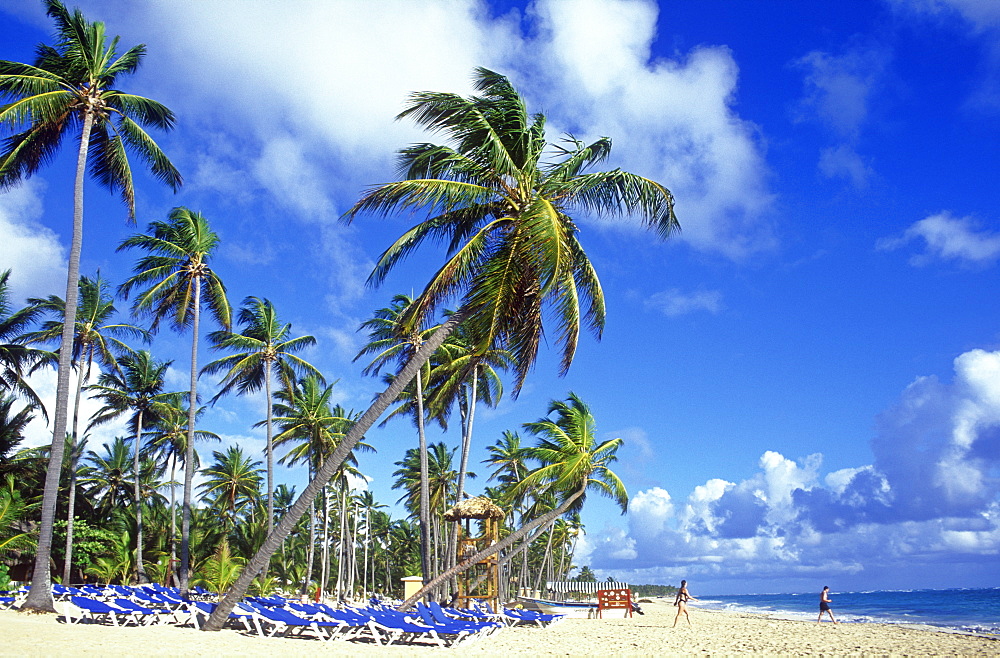 Palm trees and sandy beach, Bavaro Beach, Punta Cana, Dominican Republic, West Indies, Caribbean, Central America