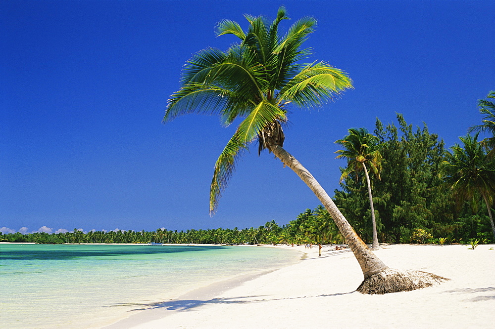 Palm tree on white sandy beach, Bavaro Beach, Punta Cana, Dominican Republic, West Indies, Caribbean, Central America