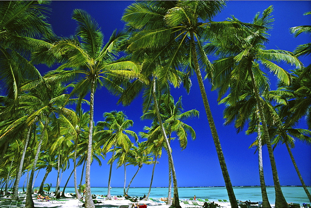 Palm trees and white sandy beach, Bavaro Beach, Punta Cana, Dominican Republic, West Indies, Caribbean, Central America