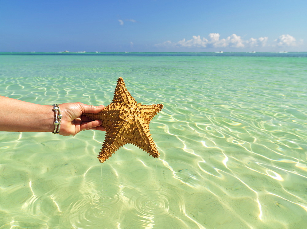 Hand holding starfish against a green colored sea and blue sky, Bavaro Beach, Punta Cana, Dominican Republic, West Indies, Caribbean, Central America