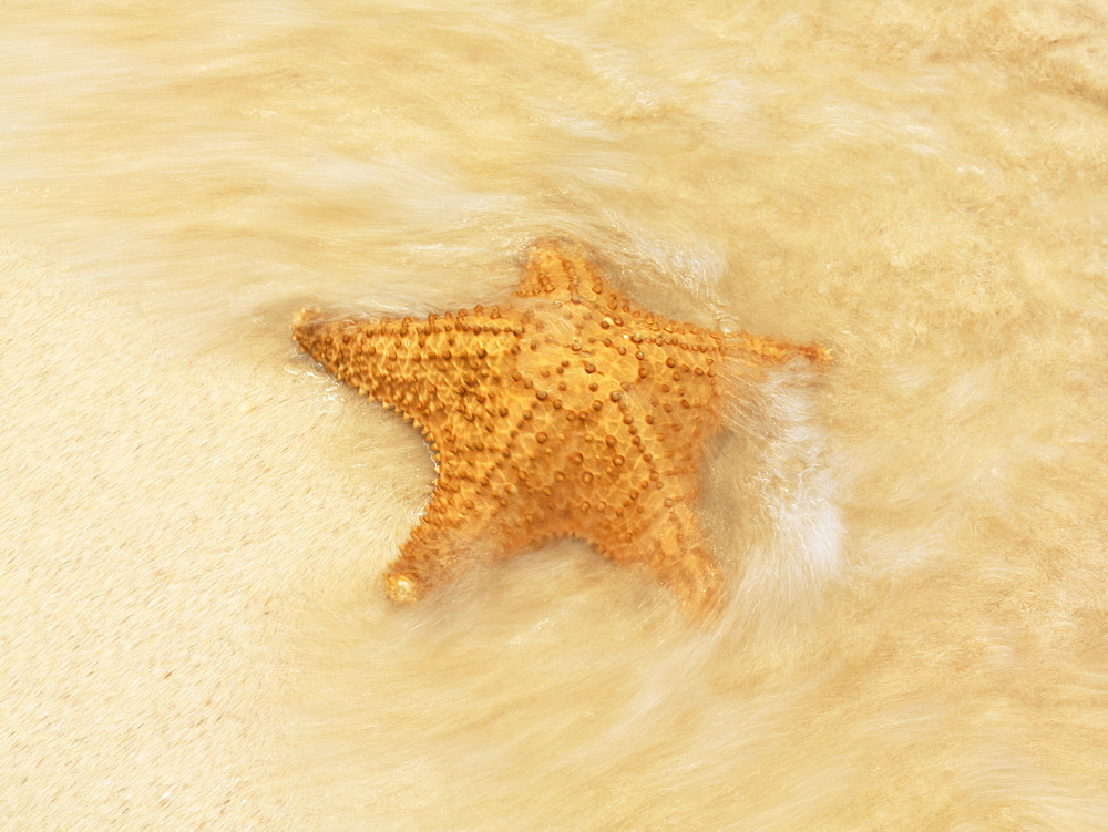 Starfish in surf on beach, Bavaro Beach, Punta Cana, Dominican Republic, West Indies, Caribbean, Central America