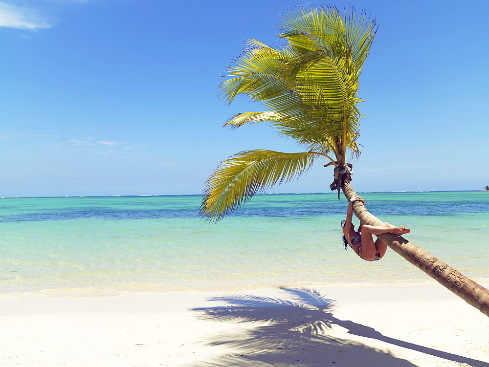 Woman climbing palm tree on white sandy beach, Bavaro Beach, Punta Cana, Dominican Republic, West Indies, Caribbean, Central America