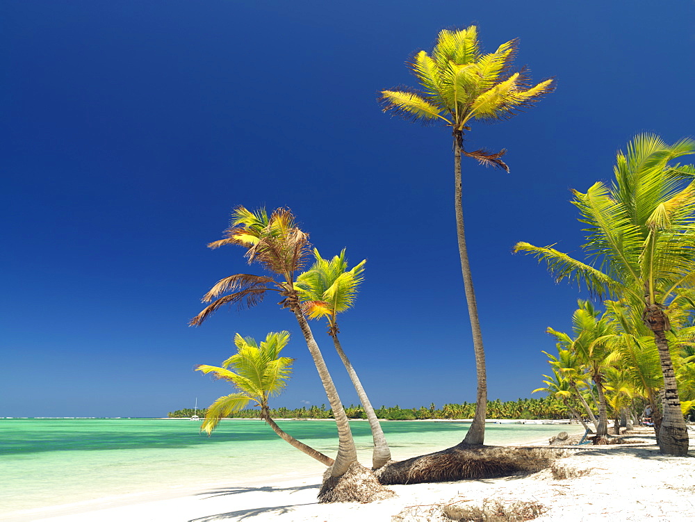 Palm trees and white sandy beach, Bavaro Beach, Punta Cana, Dominican Republic, West Indies, Caribbean, Central America