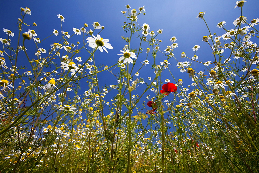 Flowering meadow, Padua province, Veneto, Italy, Europe