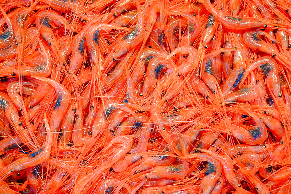 Shrimps at Mercado Nuestra Senora de Africa, Santa Cruz de Tenerife, Tenerife, Canary Islands, Spain, Europe