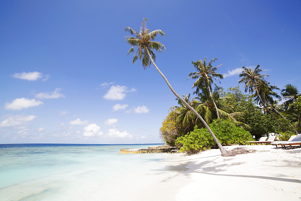 Palm trees lean over white sand, under a blue sky, on Bandos Island in The Maldives, Indian Ocean, Asia