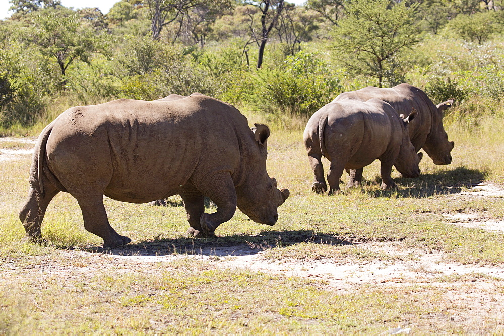 A group of white rhinos (Ceratotherium simum) (square-lipped rhinoceros), in Matobo National Park, Zimbabwe, Africa