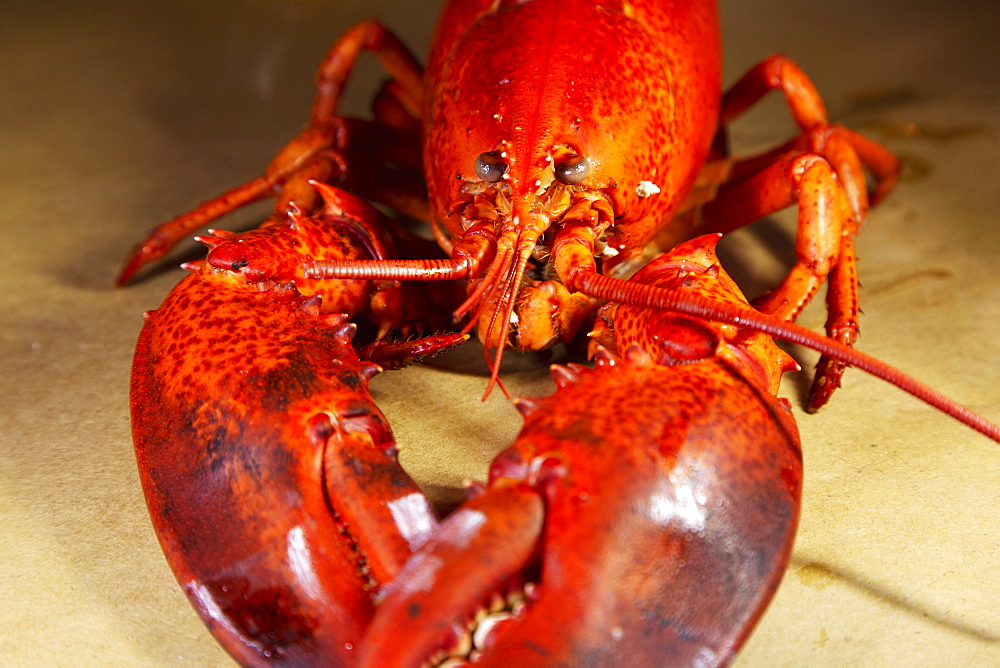 A cooked, locally landed lobster boiled and served ready to eat in a lobster dinner at Chester, Nova Scotia, Canada, North America