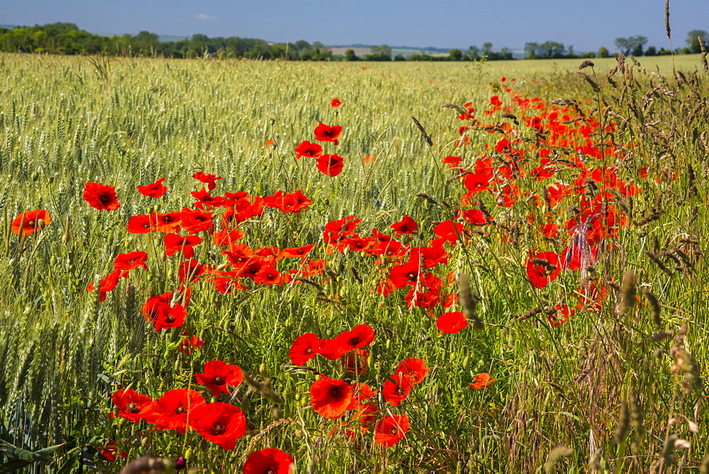 Poppies in poppy field, Cambridgeshire, England, United Kingdom, Europe