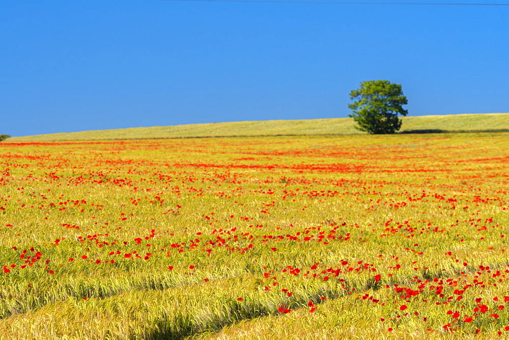 Poppies in poppy field, Cambridgeshire, England, United Kingdom, Europe