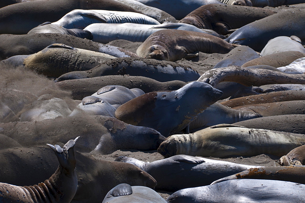 Elephant seals moulting, Piedras Blancas (White Rocks), Highway 1, California, United States of America, North America