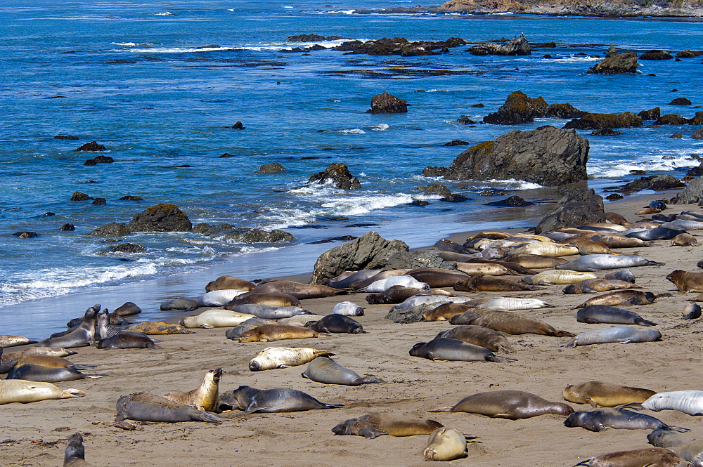 Elephant seals moulting, Piedras Blancas (White Rocks), Highway 1, California, United States of America, North America