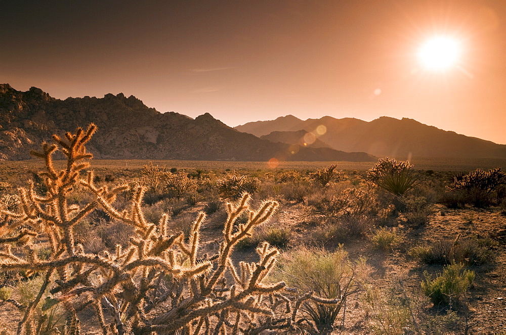 Mojave National Preserve, Granite Mountains in background, California, United States of America, North America