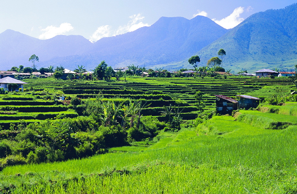 Rice terraces in the rice and coffee growing heart of western Flores, Ruteng, Flores, Indonesia