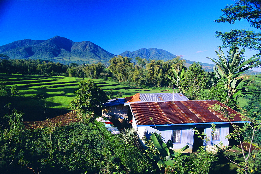 House amidst the rice terraces in the rice and coffee growing heart of western Flores, Ruteng, Flores, Indonesia