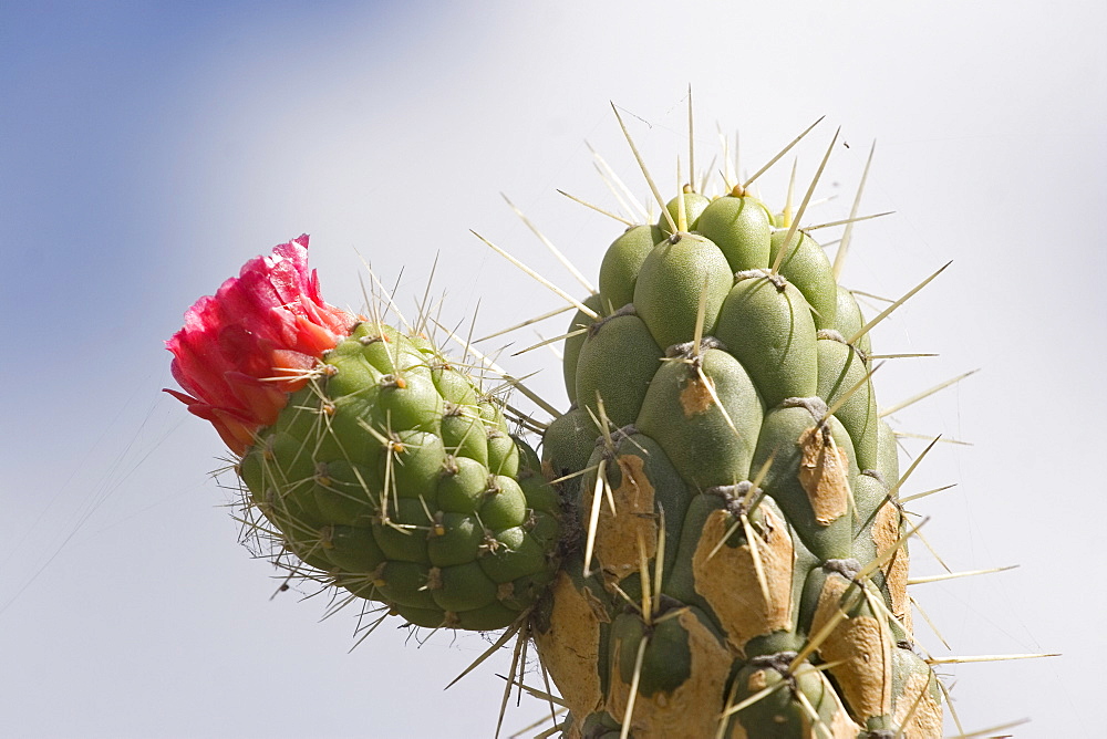 Prickly pear cactus flowering on uplands in the Colta Lake district near Riobamba, Chimborazo Province, Central Highlands, Ecuador, South America