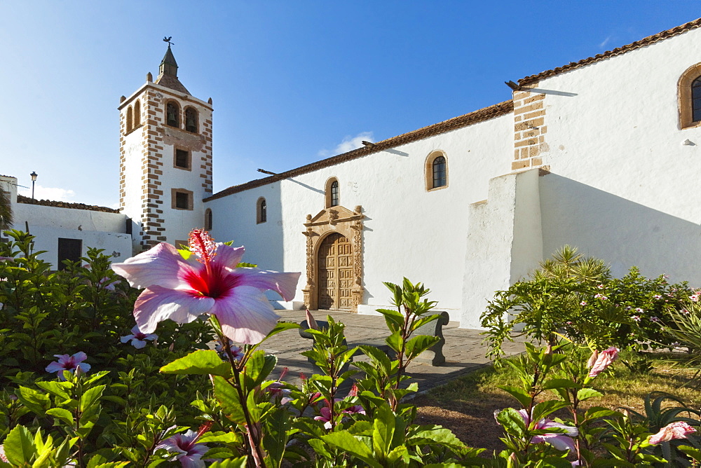 Hibiscus flowers and the 17th century Santa Maria Cathedral in this historic former capital, Betancuria, Fuerteventura, Canary Islands, Spain, Europe