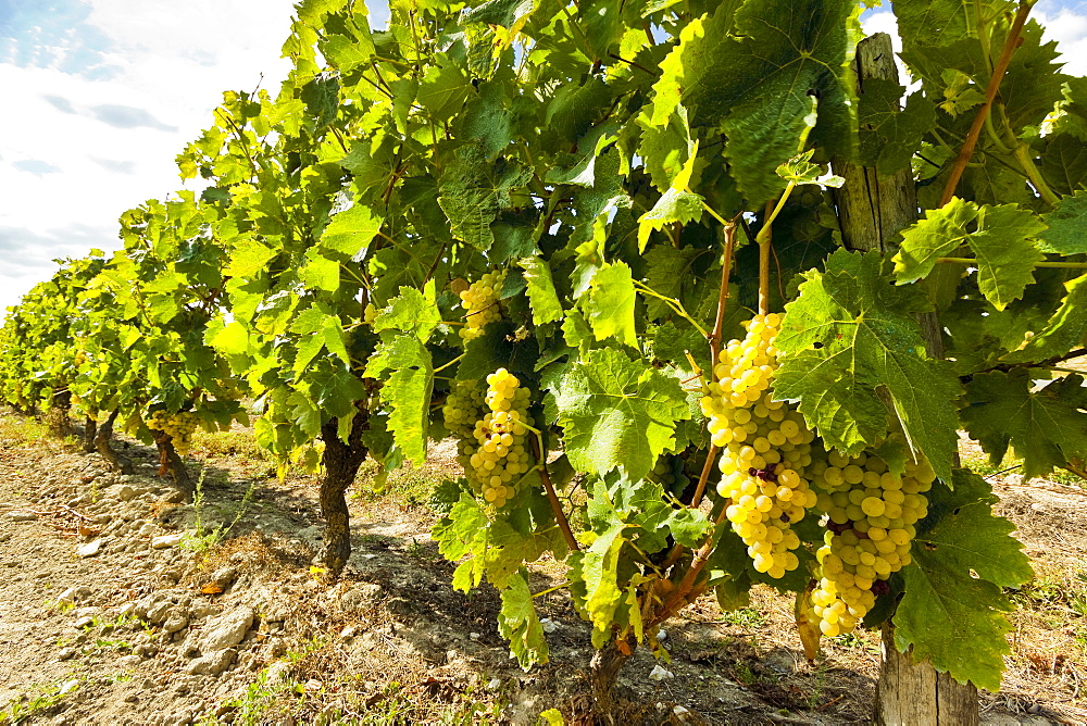 White grapes on a vine near the salt marshes of the island's north west coast, Le Gillieux, Ile de Re, Charente-Maritime, France, Europe