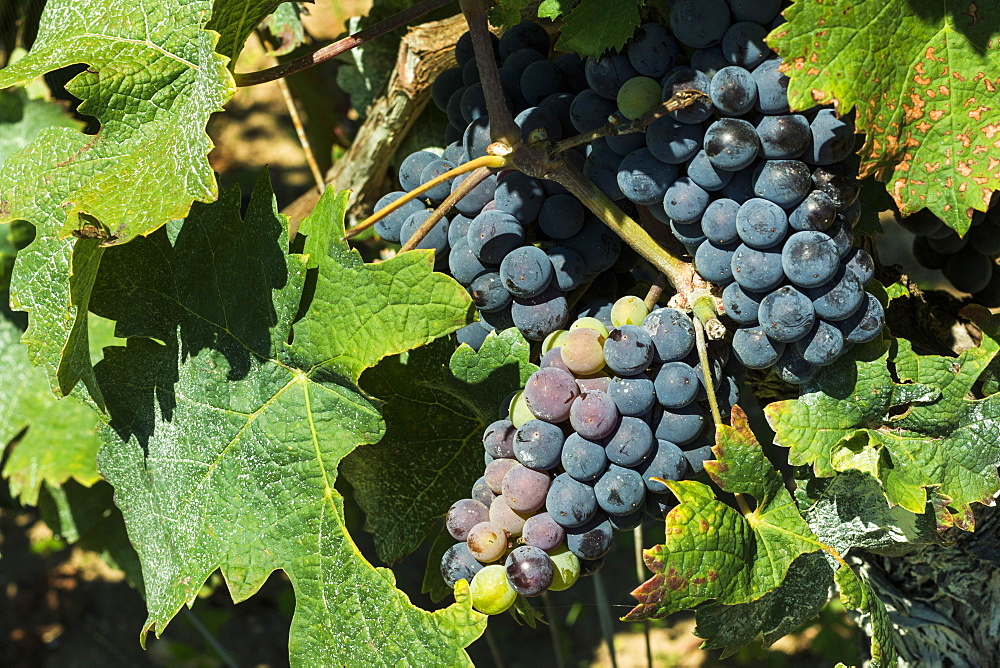 Grand Cru vines of Chateau La Clotte in this historic town and famous Bordeaux red wine region, Saint Emilion, Gironde, France, Europe