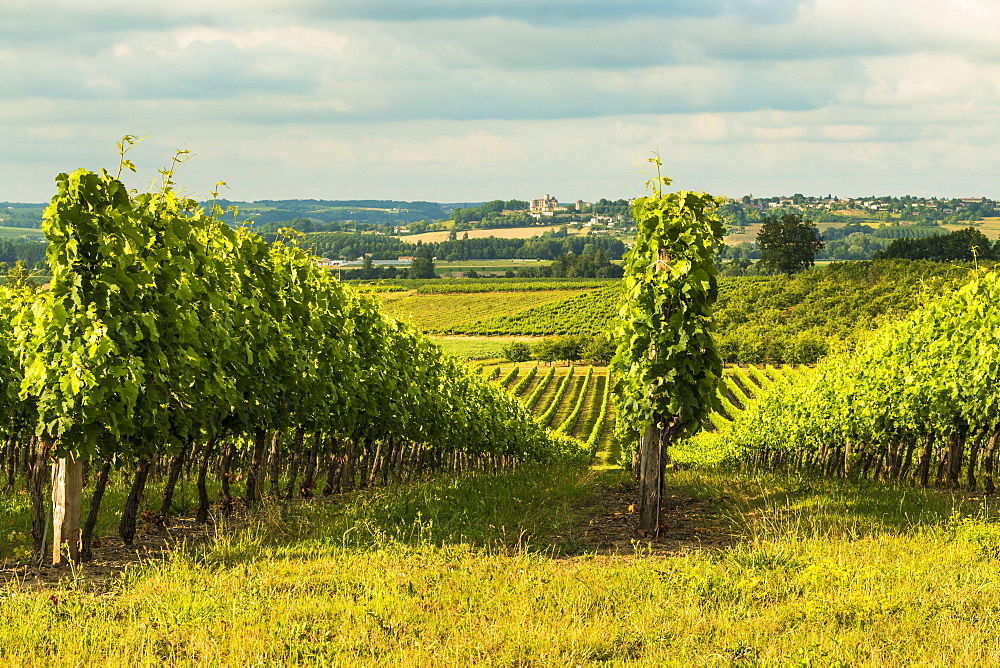 View northeast across vineyards towards Duras and its chateau at this village near Monsegum, Le Faubourg, Gironde, Aquitaine, France, Europe