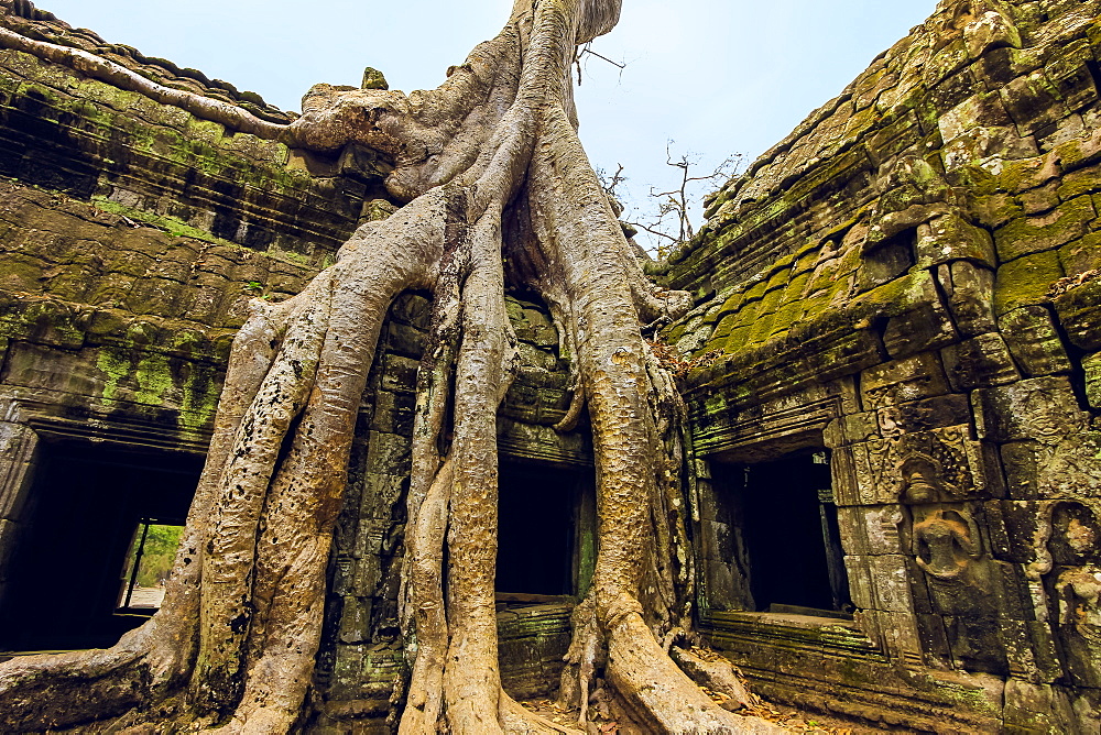 Tree roots on a gallery in 12th century Khmer temple Ta Prohm, a Tomb Raider film location, Angkor, UNESCO World Heritage Site, Siem Reap, Cambodia, Indochina, Southeast Asia, Asia